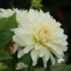 Picture of Blushing Idylle (Mgg 8)