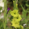 Picture of Prima Verde (10pc)