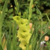 Picture of Prima Verde (10pc)