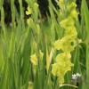 Picture of Prima Verde (10pc)
