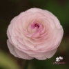 Picture of Amandine Purple Jean