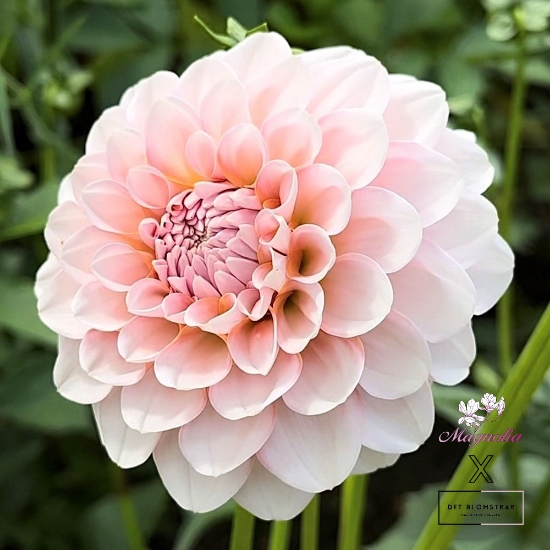 Dahlia Blomst