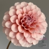 Bild på Blushing Swede Blomstrar (stickling)