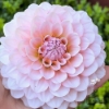 Bild på Blushing Swede Blomstrar (stickling)
