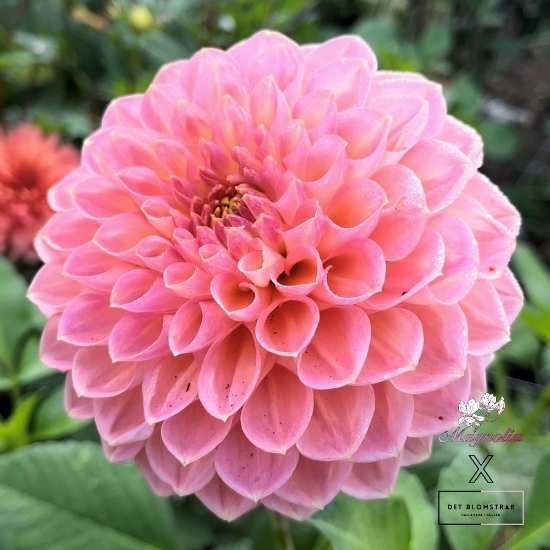 Picture of She's a Peach Blomstrar