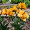 Picture of Apricot Fudge