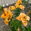 Picture of Apricot Fudge