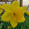 Picture of Golden Harvest (5 st)