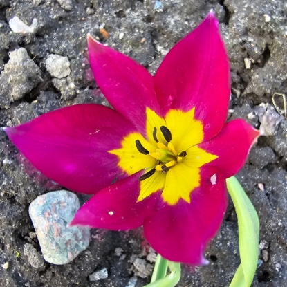 Picture of Humilis 'Persian Pearl' (8st)