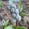 Picture of Porslinshyacint 'Puschkinia libanotica' (26st)