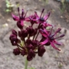 Picture of Vinlök 'Atropurpureum' (10st)
