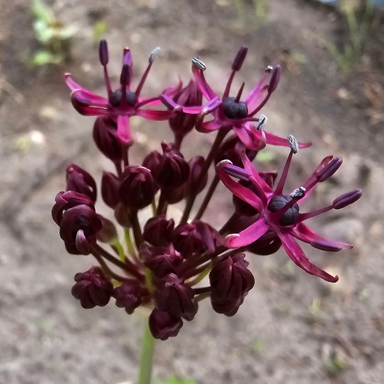Picture of Vinlök 'Atropurpureum' (10st)