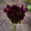Picture of Vinlök 'Atropurpureum' (10st)