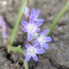 Picture of Vårstjärna 'Chionodoxa Forbesii' (20 st)