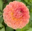Picture of 20th Avenue Softer Peach