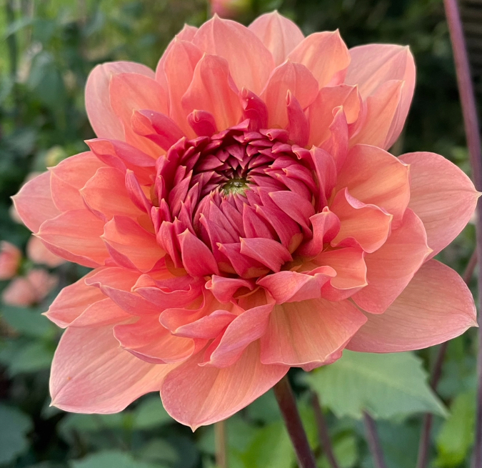 Dahlie 