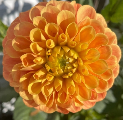 Bild på Clearview Emma