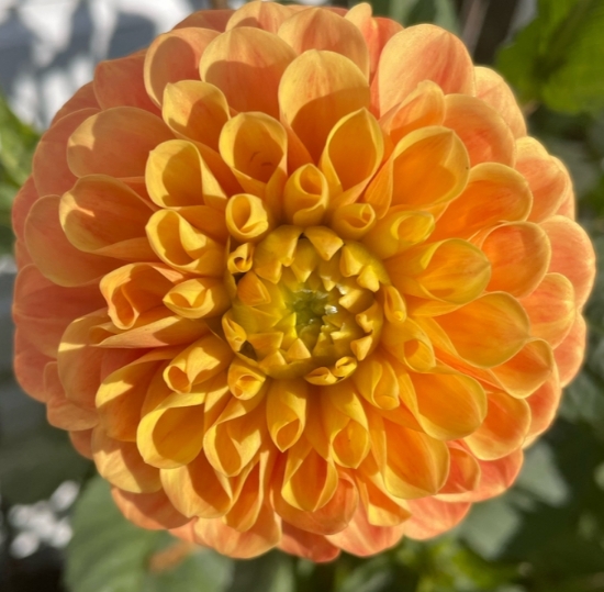 Bild på Clearview Emma