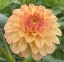 Picture of Florelie Toffee