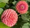 Picture of Little Peaches