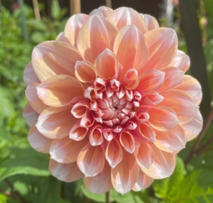 Bild på Tropical Dream