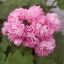 Picture of Prinsesse Filippa