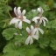 Picture of P. x Fragrans
