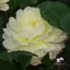 Picture of Sandia Serenity
