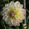 Picture of Sandia Serenity