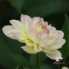 Picture of Sandia Serenity