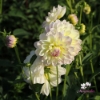 Picture of Sandia Serenity