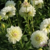 Picture of Sandia Serenity