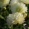 Picture of Sandia Serenity