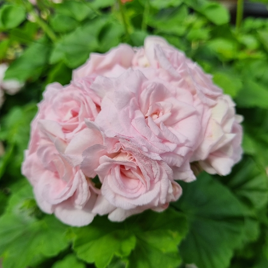 Bild på Millfield Rose
