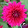 Picture of Fuchsia Charm