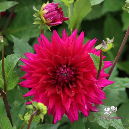 Picture of Fuchsia Charm