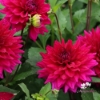 Picture of Fuchsia Charm