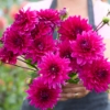 Picture of Fuchsia Charm