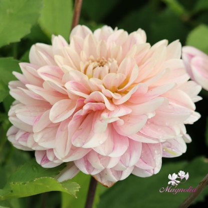 Picture of Soft Pink Idylle