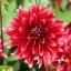 Picture of Cherry Cream Idylle