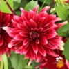Picture of Cherry Cream Idylle