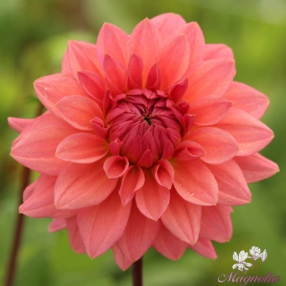 Picture of Anne Claire (stickling)