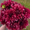 Picture of Cherry Cream Idylle