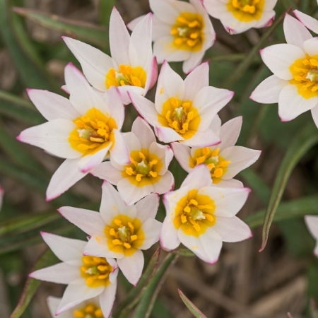Bild för kategori Botaniska tulpaner