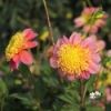 Picture of Honey