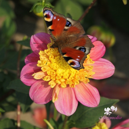 Picture of Honey