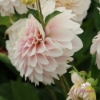 Picture of Glossy Carlita