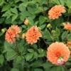 Picture of Go Go Peach
