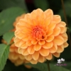 Picture of Go Go Peach