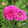 Picture of Go Go Pink